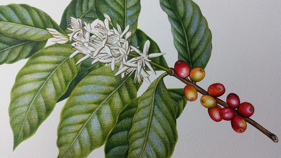 Coffee Botanical Illustration_Heidi Willis