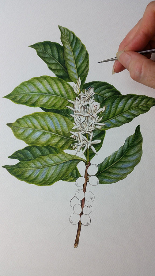 Coffee flowers_Botanical Illustration_heidi willis