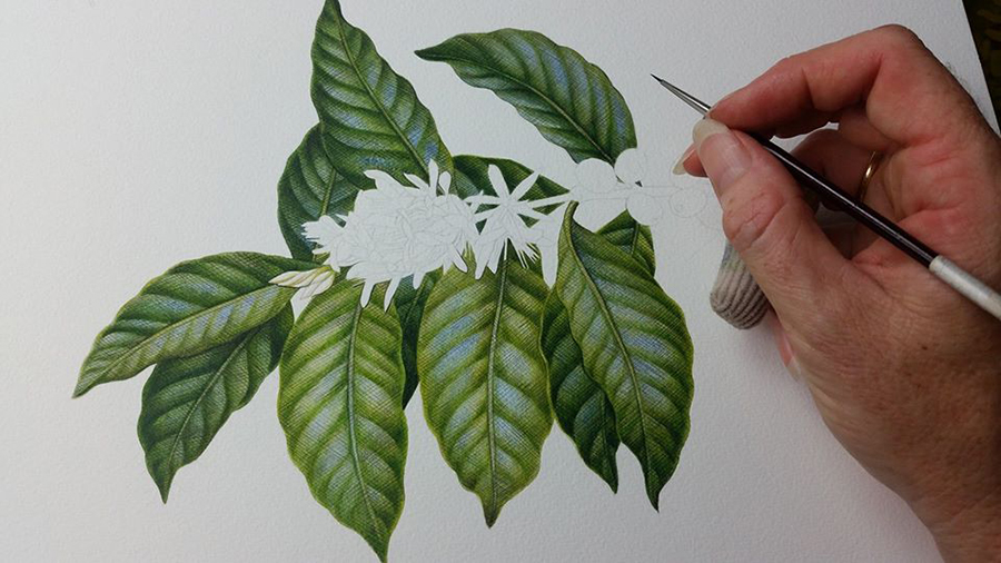 Coffee_Botanical Illustration_Heidi Willis