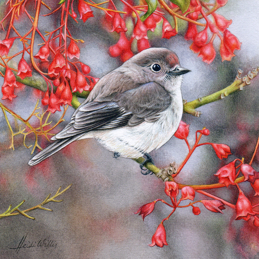 Heidi-WIllis_Bird-Artist_Red-Capped-Robin_brachychiton Painting