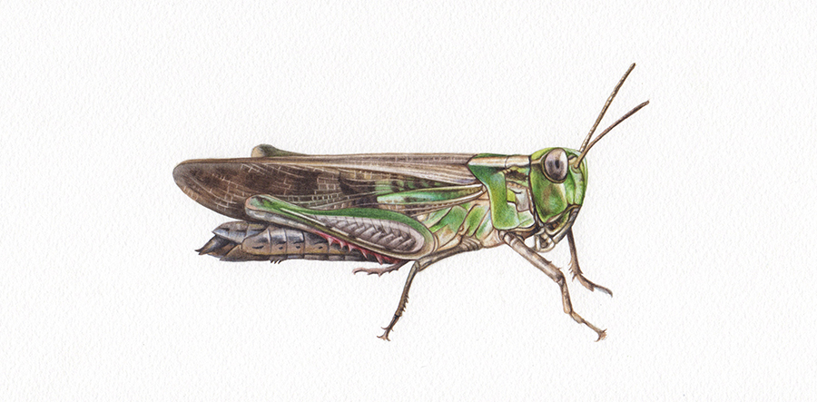 Heidi Willis_Artist_Grasshopper illustration_watercolour_illustrator_insect