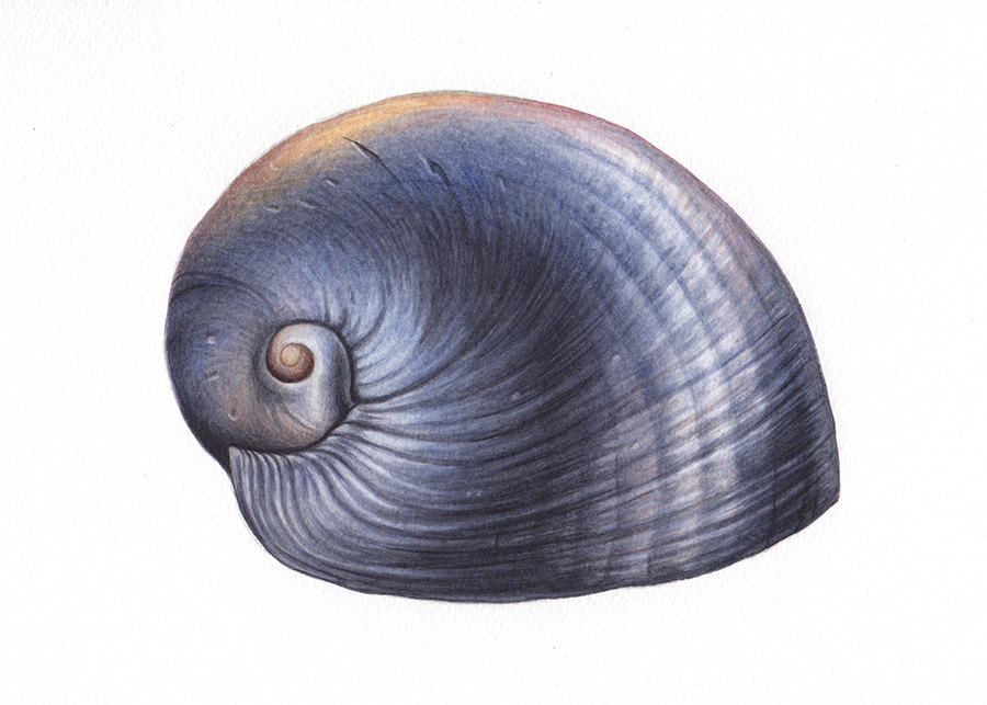 Heidi Willis_Artsit_Shell Illustration_watercolour