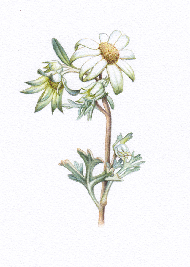 Heidi Willis_Flannel Flowers_botanical illustration_artist_watercolour_wildflower