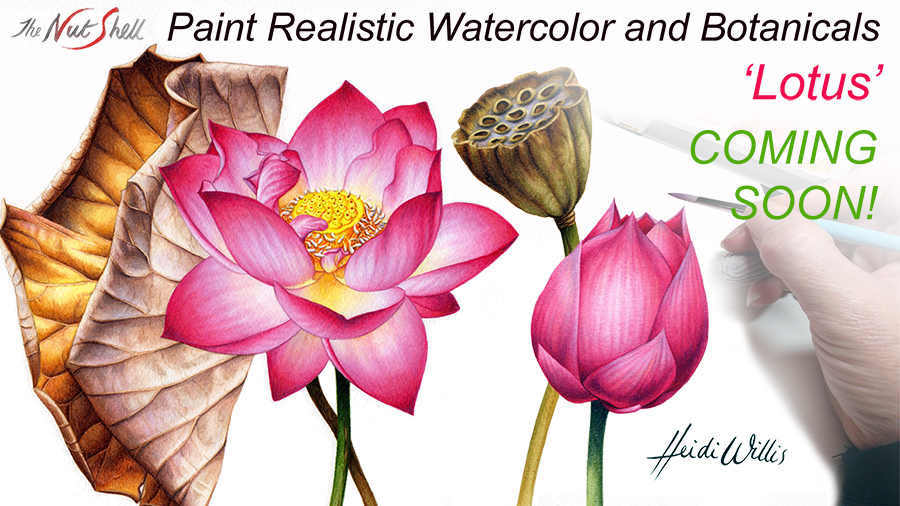 Heidi Willis_Online Painting Tutorial_Lotus_watercolour