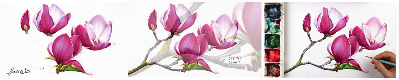 Heidi-Willis_Online-watercolour_botanical-painting_tutorials-1 copy