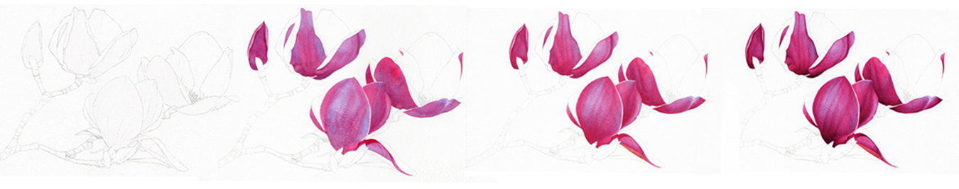 Heidi Willis_Online watercolour_botanical painting_tutorials