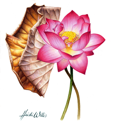Heidi Willis_Painting_Tutorial_lotus_watercolour_botanical