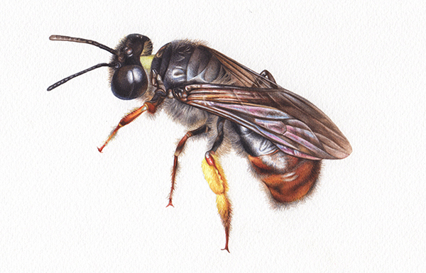 Heidi Willis_Reed Bee_artist_illustrator_watercolour_insects_natural history_sydney Parks