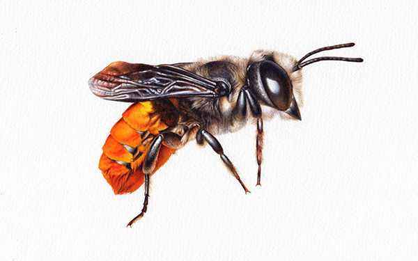 Heidi Willis_Resin Bee_Illustration_artist_watercolour_sydney Parks_natural history_insect painting