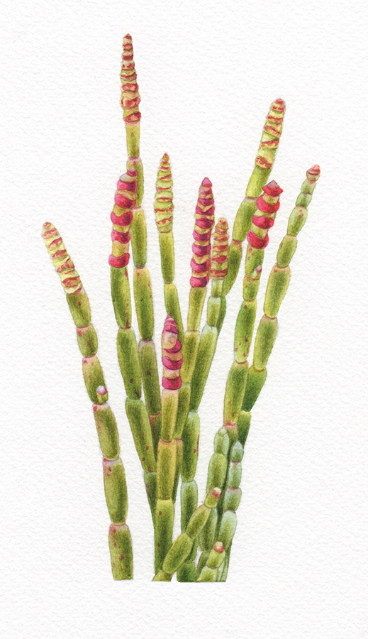 Heidi Willis_Samphire_Botanical Illustration