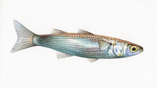 Heidi Willis_Sand Mullet_fish illustration_artist_natural history_watercolour