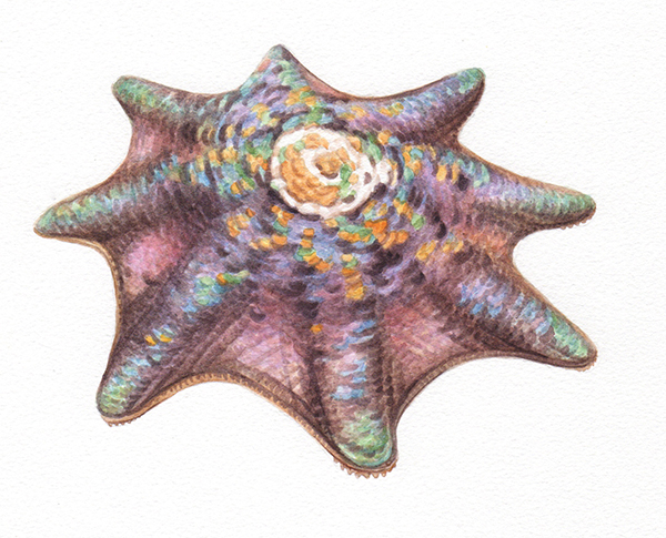 Heidi Willis_Starfish Illustration_watercolour