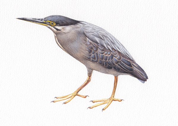 Heidi Willis_Striated Heron_artist_illustration_watercolour_bird painting