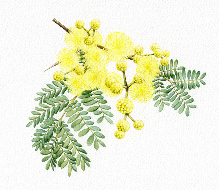 Heidi Willis_Wattle_illustration_watercolour_botanical artist