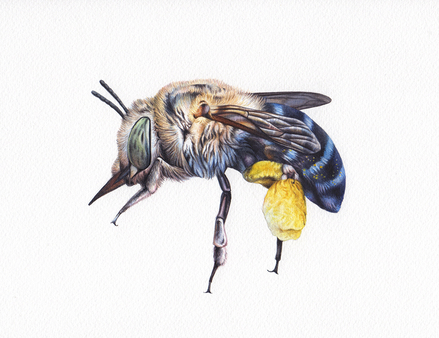 Heidi Willis_blue banded bee_illustration_painting_artwork_watercolour_artist_insect painting