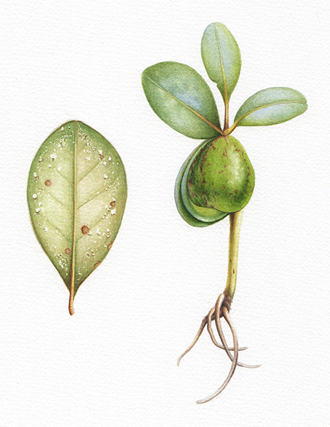 Heidi Willis_botanical artist_Mangrove illustration_watercolour