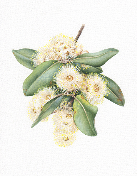 Heidi Willis_botanical artist_Terpentine illustration