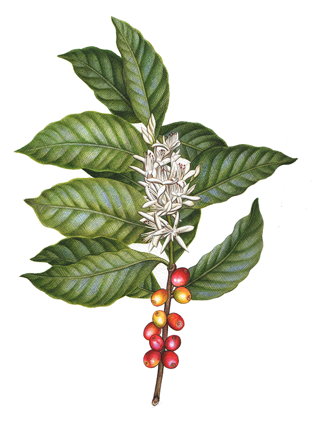 Heidi Willis_botanical artist_coffee_design copy