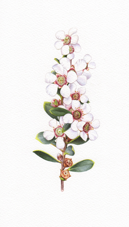 Heidi Willis_leptospernum_botanical illustration_artist_watercolour