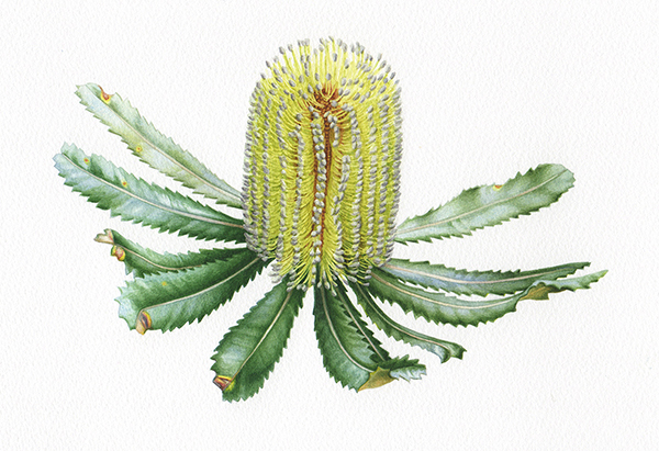 Heidi Willis_natural history_watercolour_botanical artist_Banksia_fb