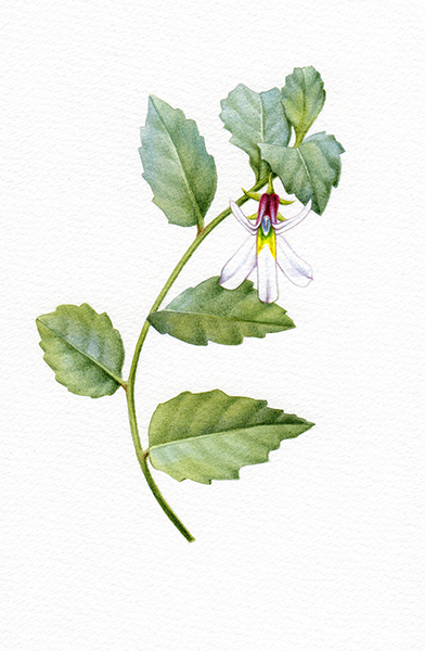 Heidi Willis_whiteroot_botanical illustration_artist