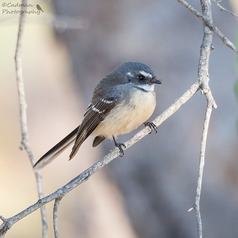 Peter Caddy_grey fantail_australian bird_painting