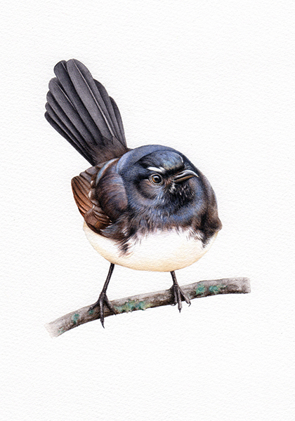 Willis_Willy Wagtail