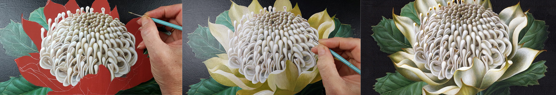 artist_White Waratah botanical illustration_Heidi Willis_Artist