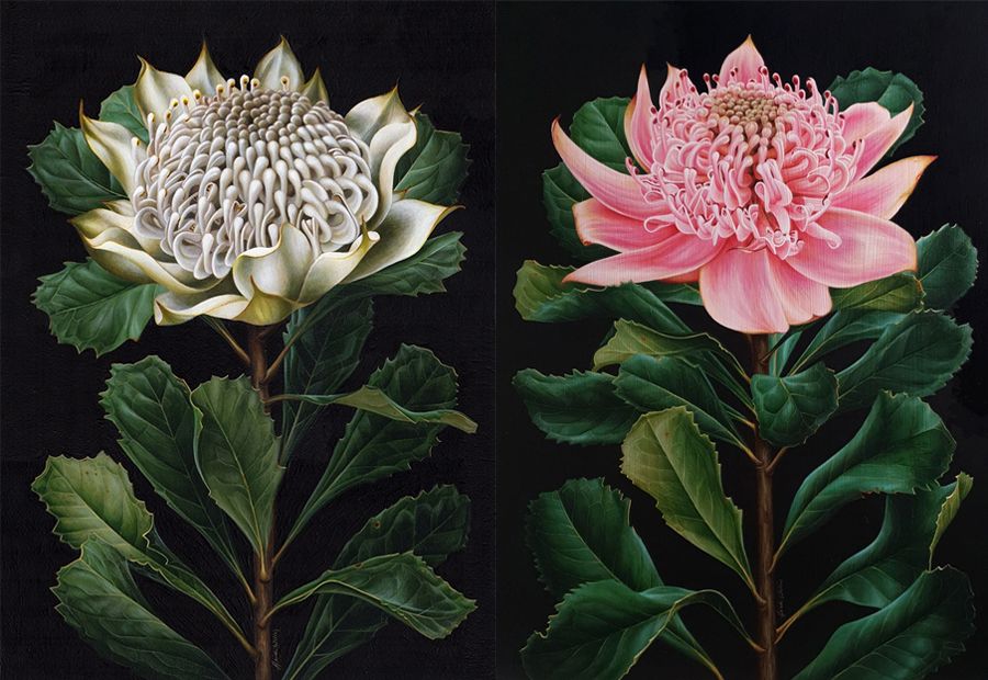 artist_heidi willis_waratah painting_botanical illustration