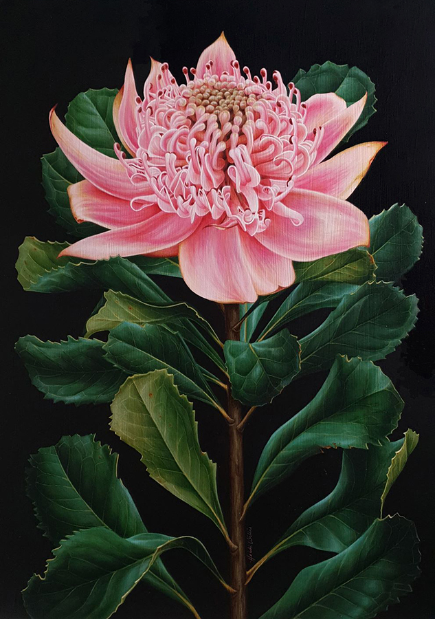 artist_heidi willis_waratah painting_botanical illustration