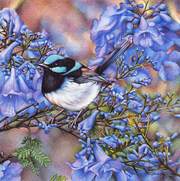 bird painting_heidi willis_blue wren_jacaranda_watercolour