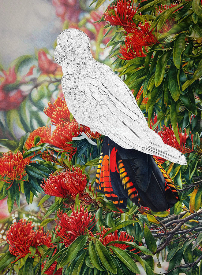 black cockatoo_Bird painting_watercolour_Heidi Willis