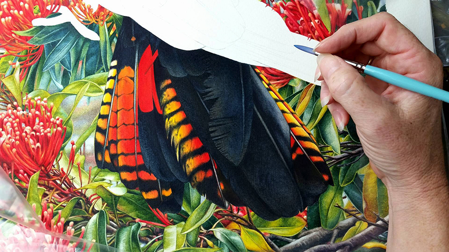 heidi willis_Black cockatoo Tail_watercolour_bird painting