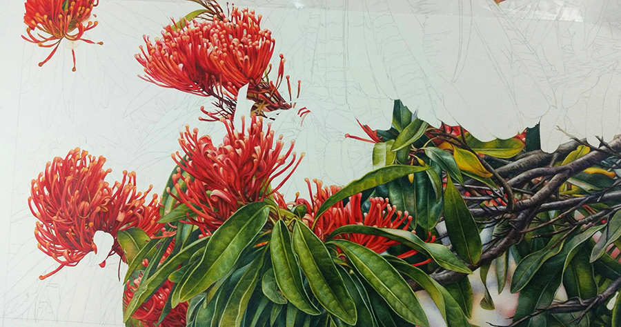 heidi willis_Botanical painting_watercolour_Tree waratah