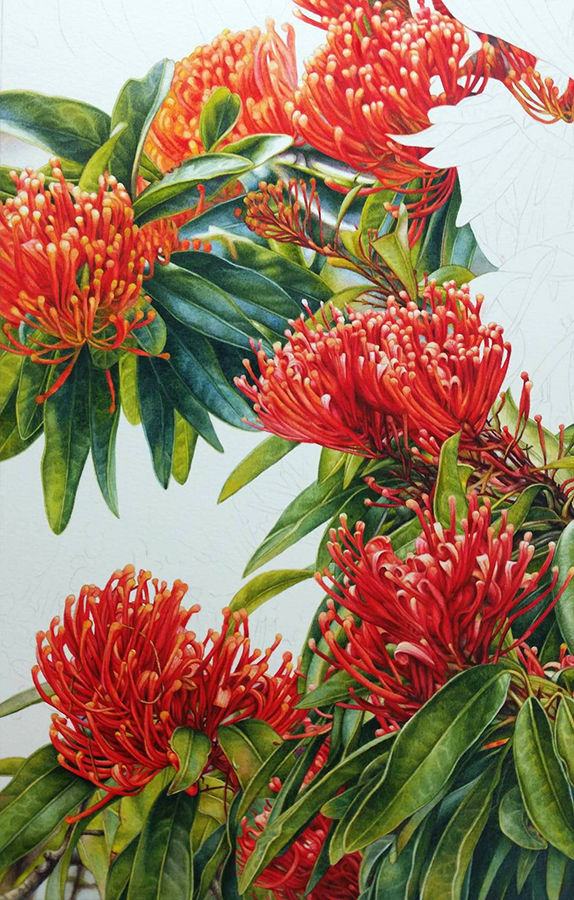 heidi willis_Tree waratah_Watercolour_botanical painting