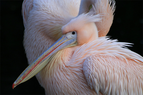 heidi willis_artist_bird painting_acrylics_pink pelican