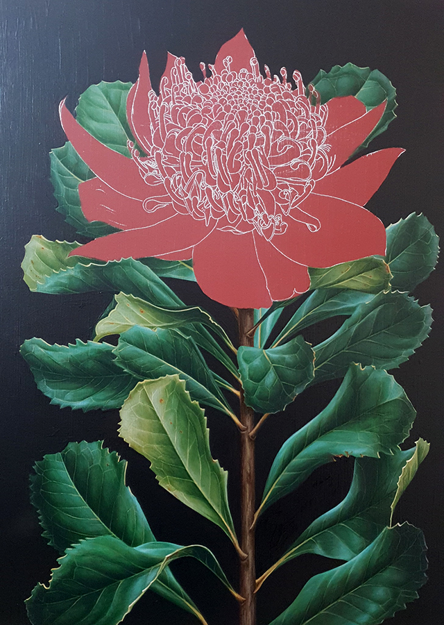 heidi willis_artist_botanical illustration_waratah painting