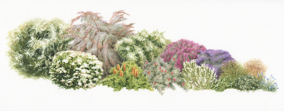 heidi willis_artist_botanical illustrator_plants painting