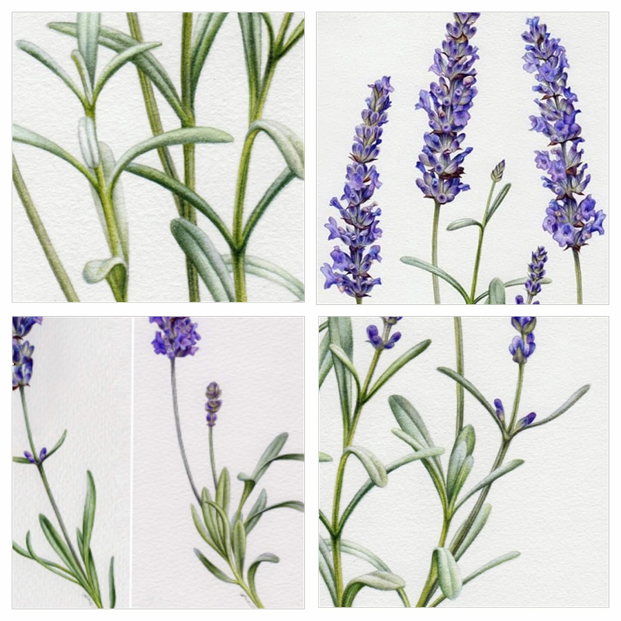 heidi willis_artist_botanical painting_lavender illustration