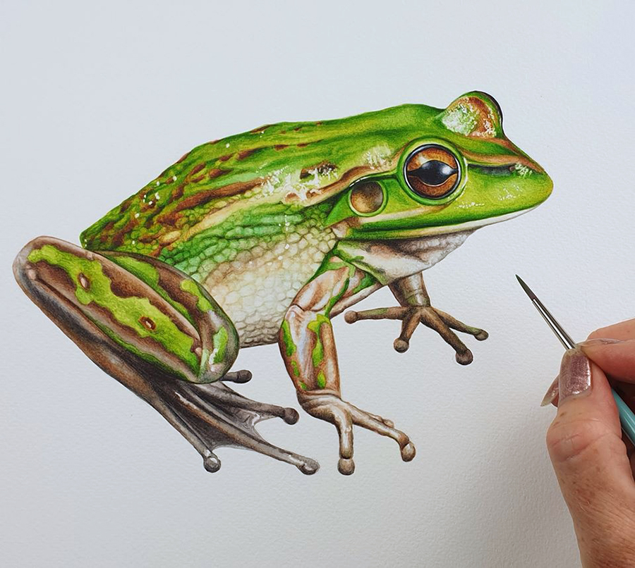 heidi willis_artist_illustrator_Frog_painting_watercolour