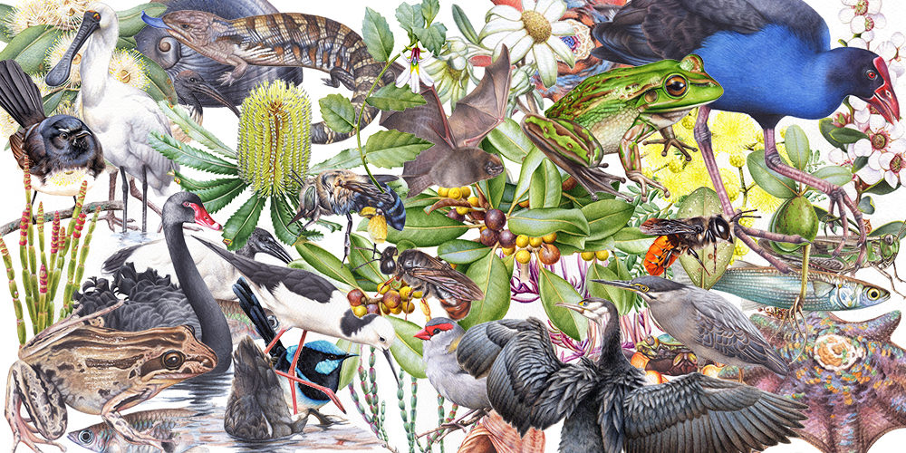 heidi willis_artist_illustrator_bird painting_natural history_watercolour