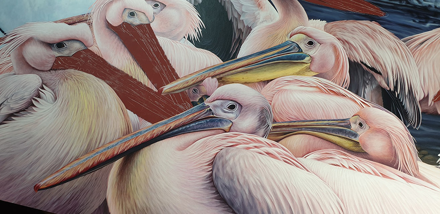 heidi willis_artist_illustrator_pelican painting_acrylics bird art