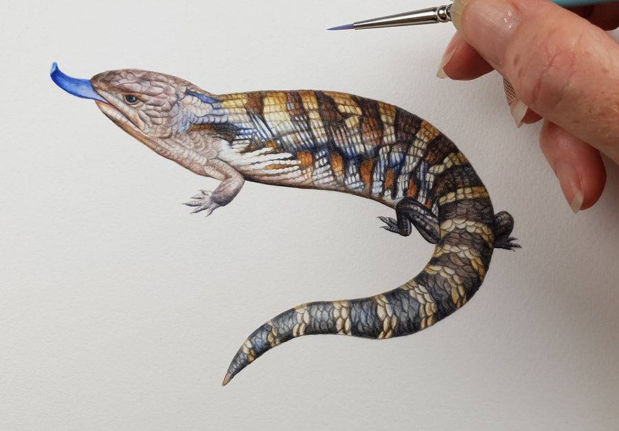 heidi willis_artist_watercolour_illustration_blue tongue lizard