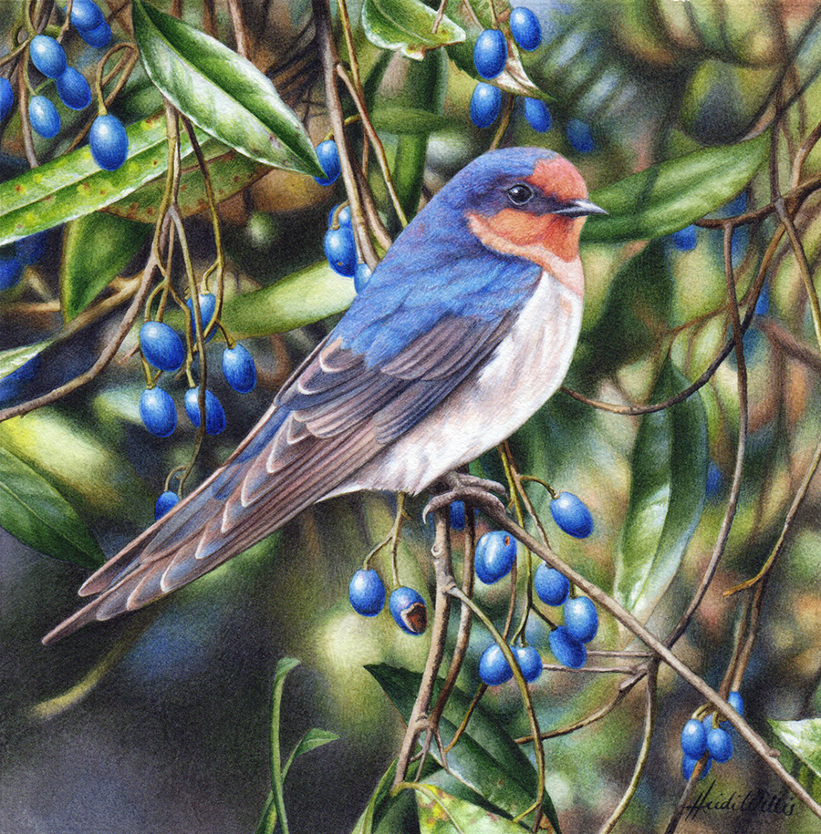 heidi willis_australian artist_welcome swallow_watercolour_bird painting