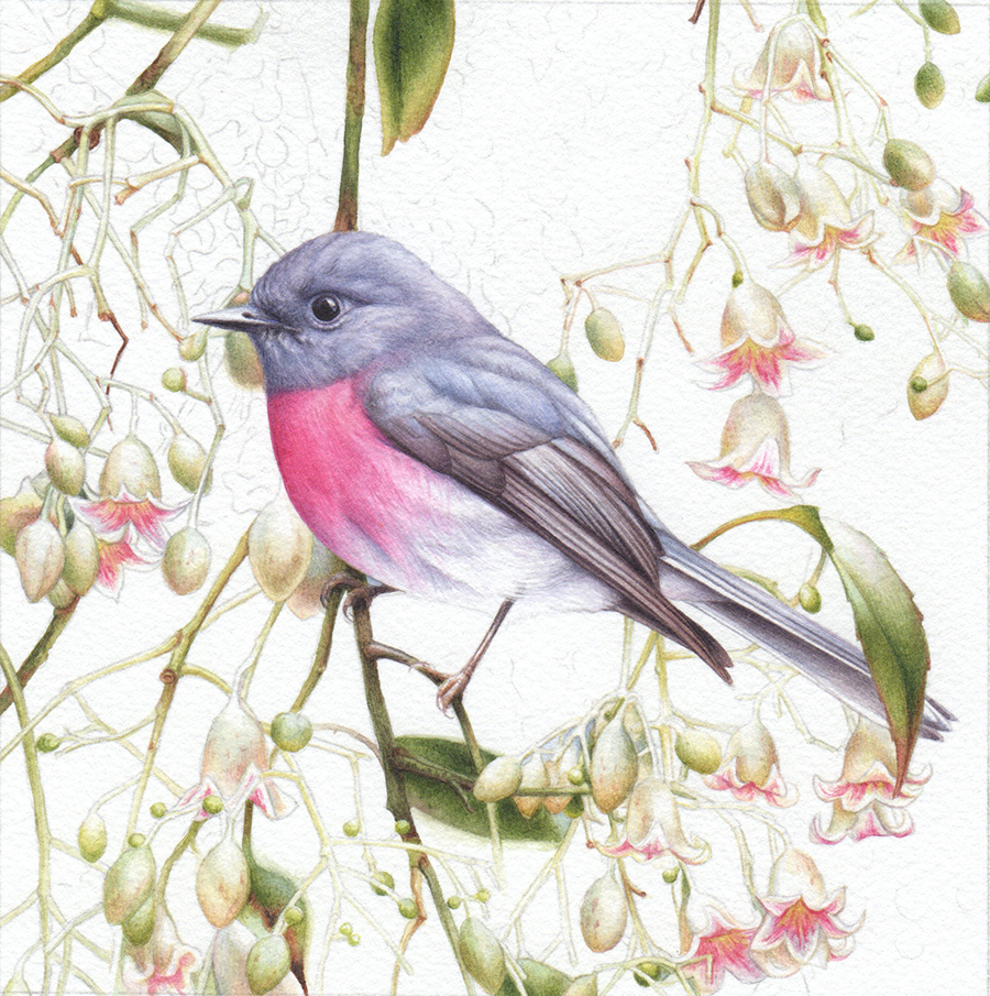 heidi willis_bird artist_rose robin painting_brachychiton