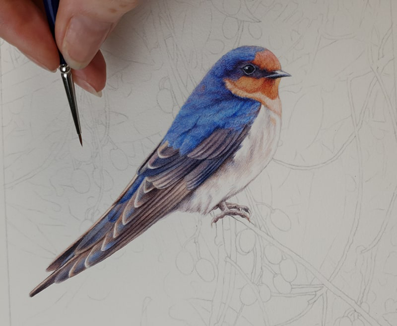 heidi willis_bird painting_artist_illustrator_bird painting_swallow_watercolour