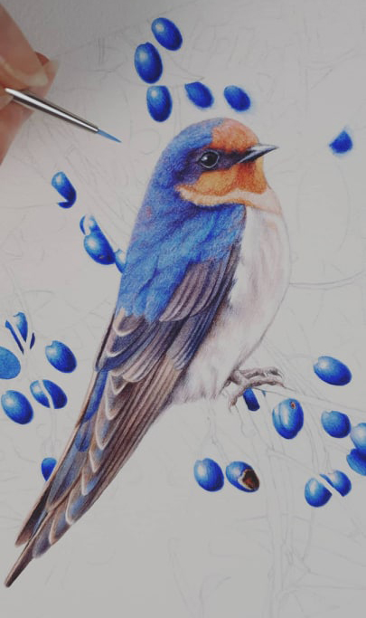 heidi willis_bird painting_artist_illustrator_bird painting_welcome swallow_watercolour