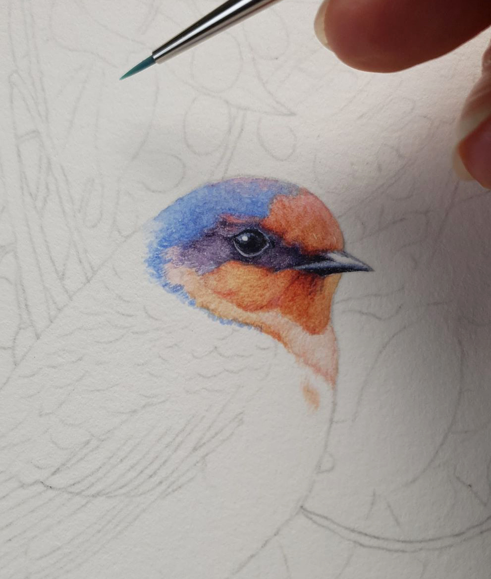 heidi willis_bird painting_artist_swallow_watercolour