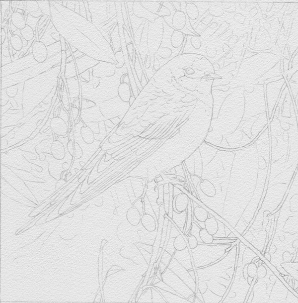heidi willis_bird painting_swallow_blueberry ash_watercolour