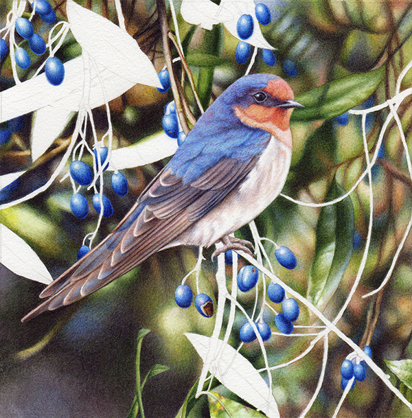 Watercolour Bird Painting - Welcome Swallow and Blueberry Ash - Heidi ...